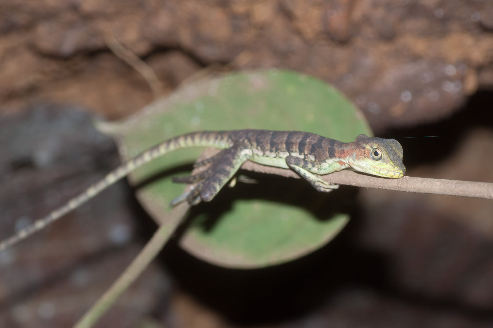 Western Basilisk at Tesoro Escondido